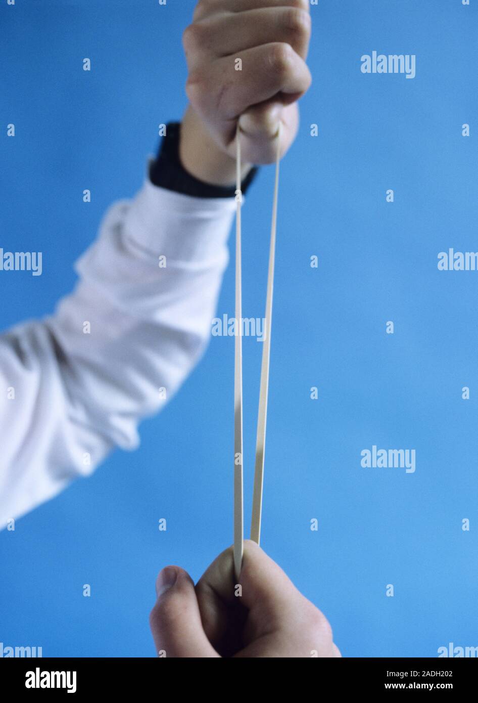Elasticity experiment. Hands of a schoolchild who is stretching an