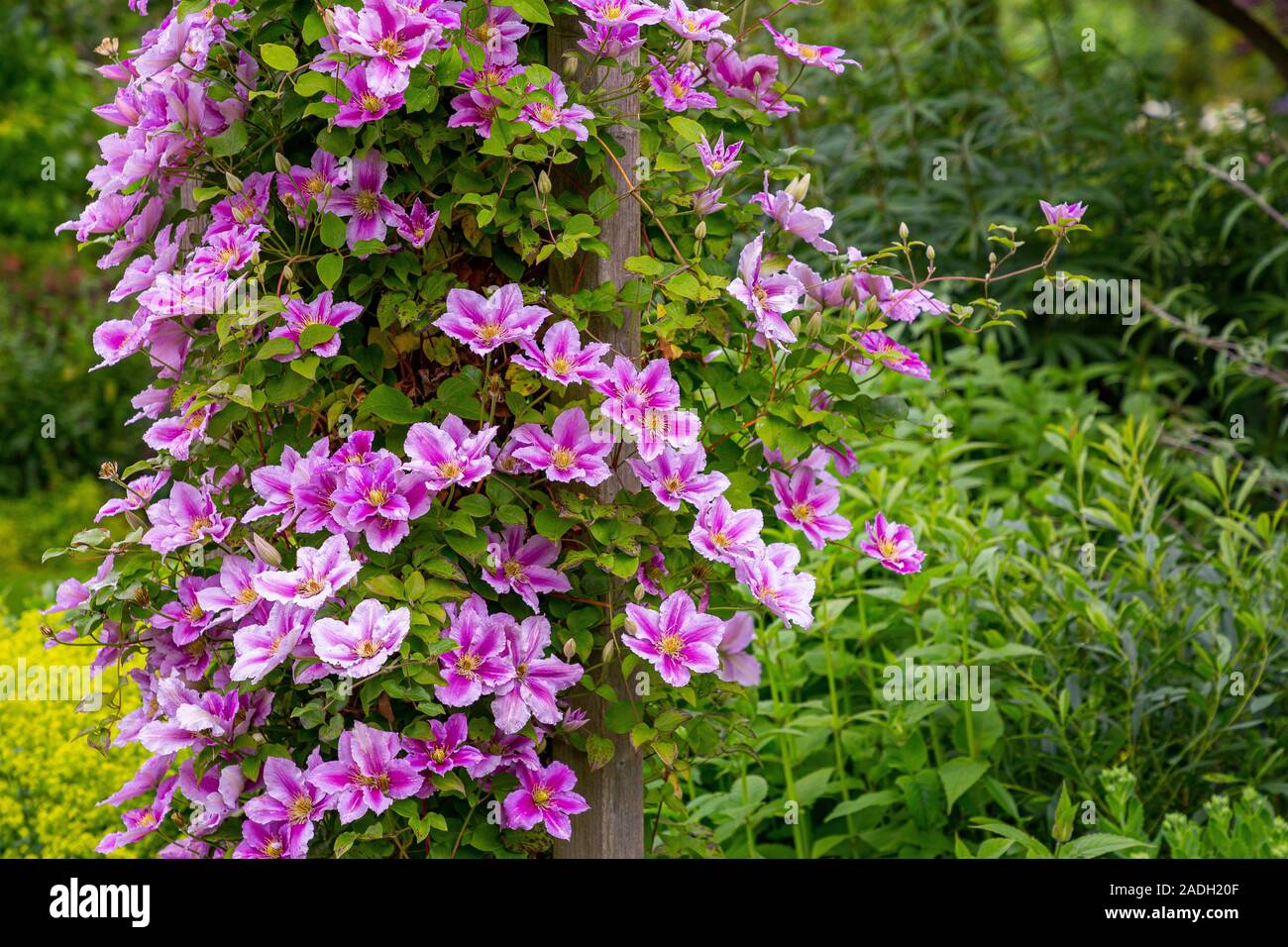 Wooden arch with Clematis 'Piilu' Stock Photo