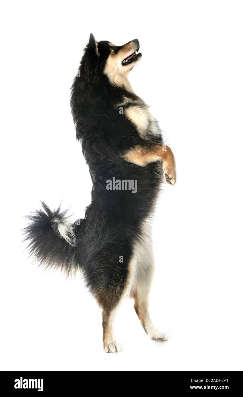 Finnish Lapphund in front of white background Stock Photo - Alamy