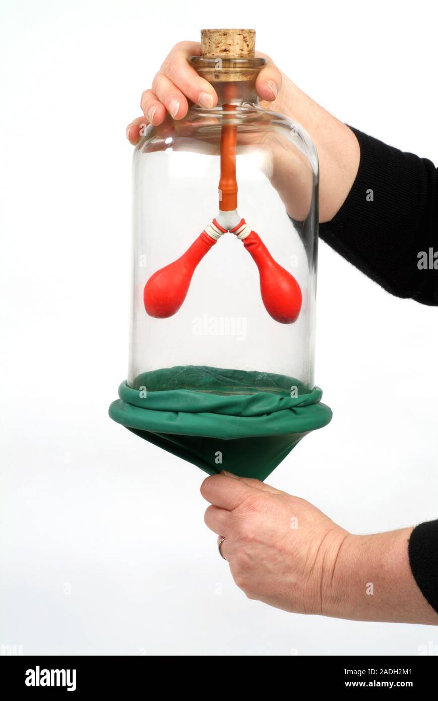 Diaphragm-lung demonstration. Image 1 of 2. Bell jar, balloons (red) and a  rubber seal (green) being used to demonstrate the principles of the human l  Stock Photo - Alamy