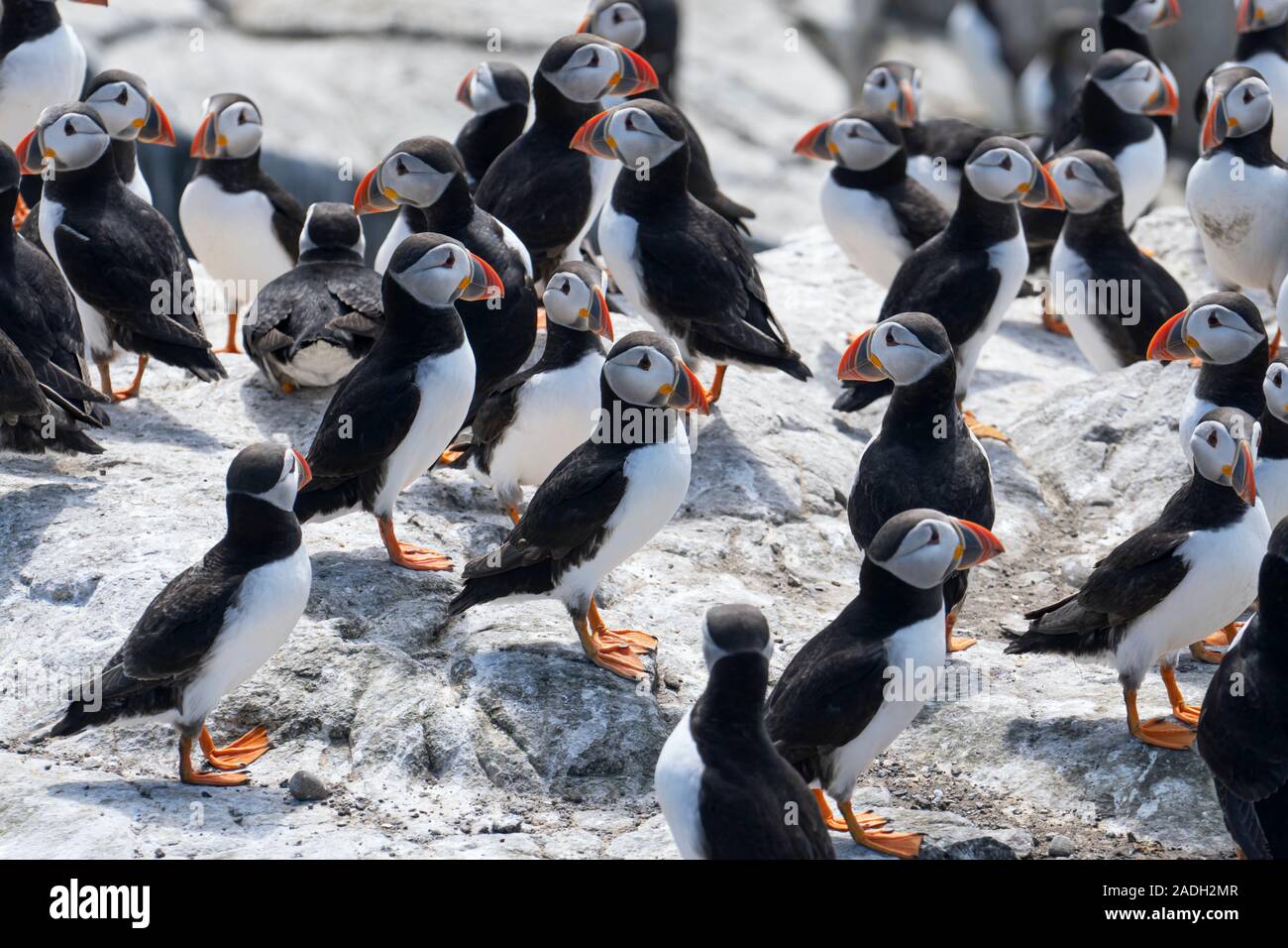 Puffin congregating on the cliffs of Inner Farne in the Farne Islands chain, Northumberland, England Stock Photo