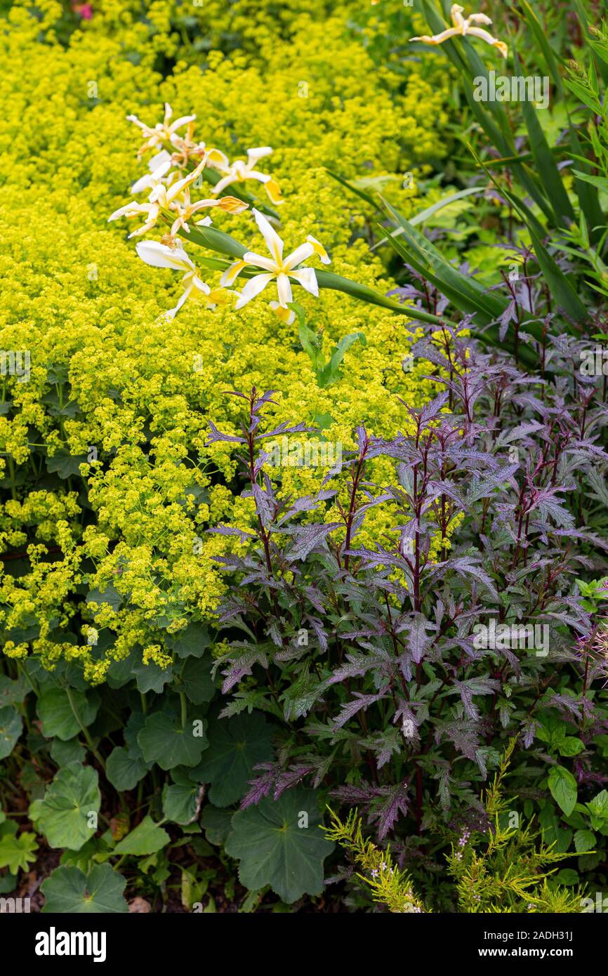Combination planting of Verbena officinalis var. grandiflora 'Bampton' and Alchemilla mollis Stock Photo