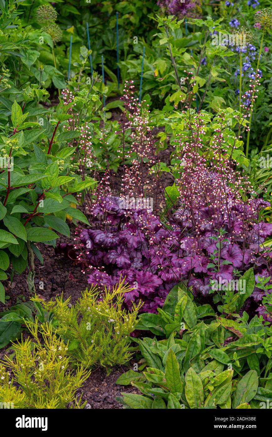 Herbaceous border featuring Heuchera 'Plum Royale' Stock Photo