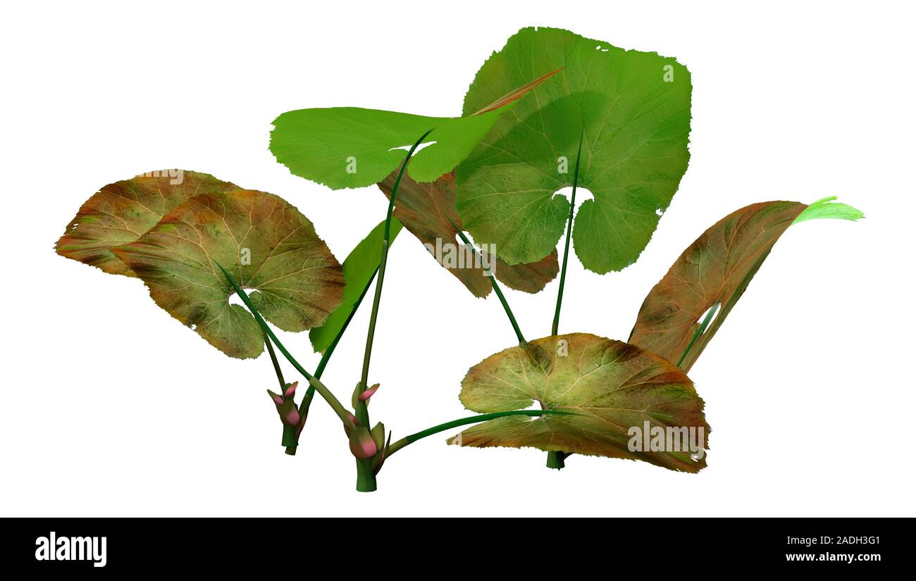 3D rendering of Petasites or butterburs or coltsfoots plants isolated on white background Stock Photo