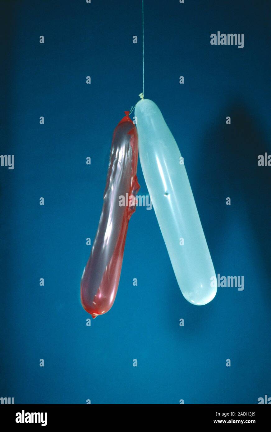 High speed photograph of an air gun pellet ripping through one balloon and about to enter a