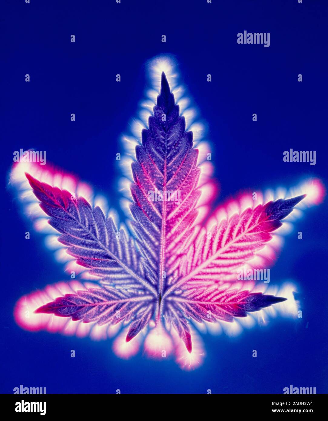 cannabis-leaf-kirlian-photograph-of-a-leaf-of-the-hemp-plant-cannabis