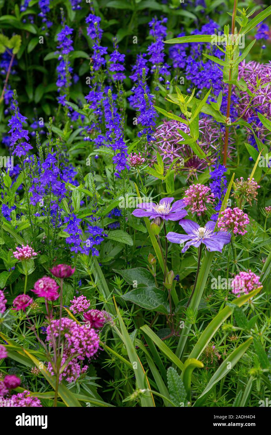 Planting combination of Clematis 'Arabella', Veronica austriaca subsp. teucrium 'Crater Lake Blue' and Phuopsis stylosa Stock Photo
