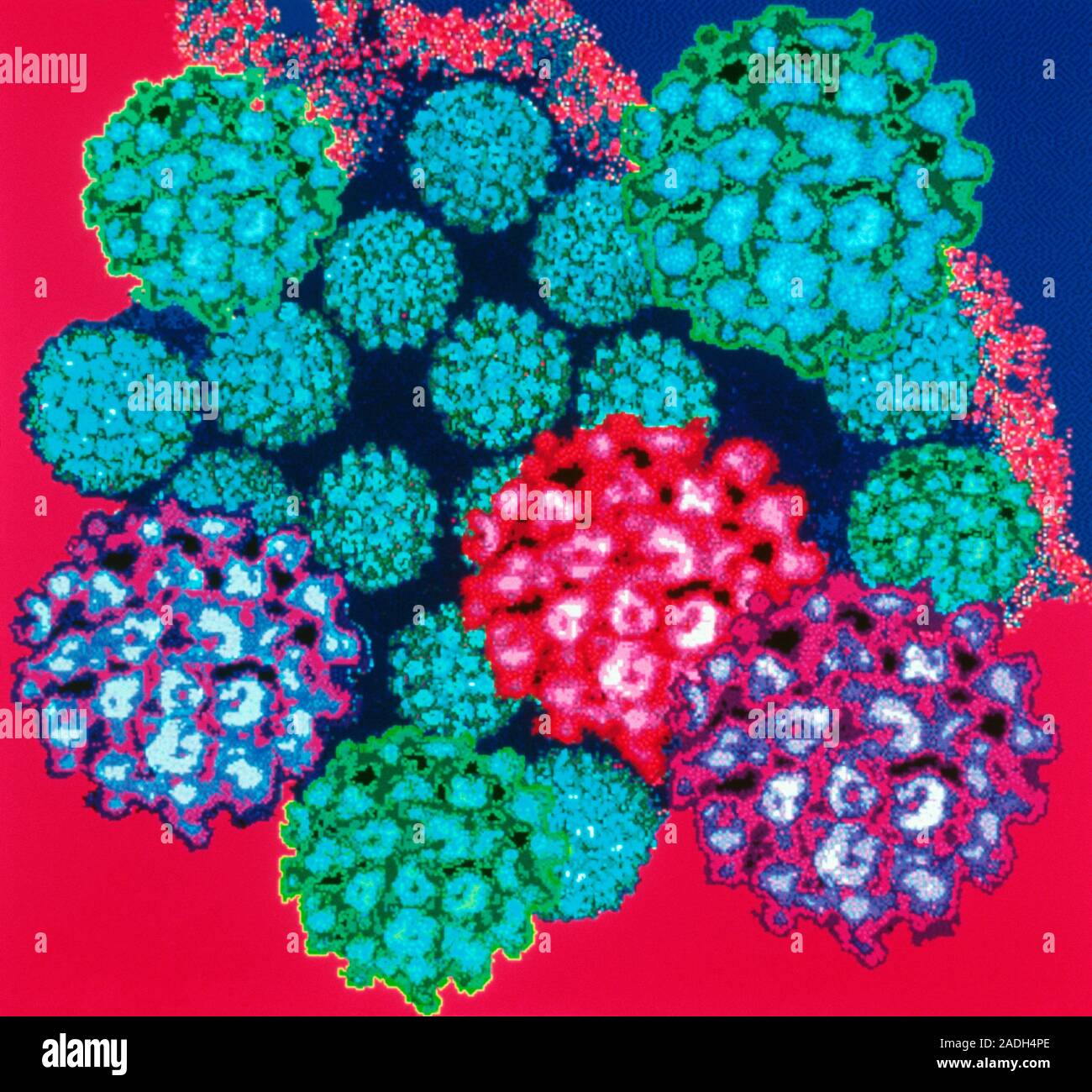 Wart virus. Coloured transmission electron micro graph (TEM) of human