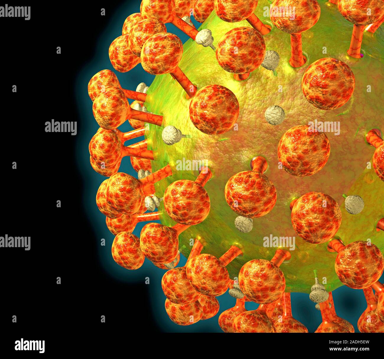HIV particle, computer artwork. HIV (human immunodeficiency virus ...