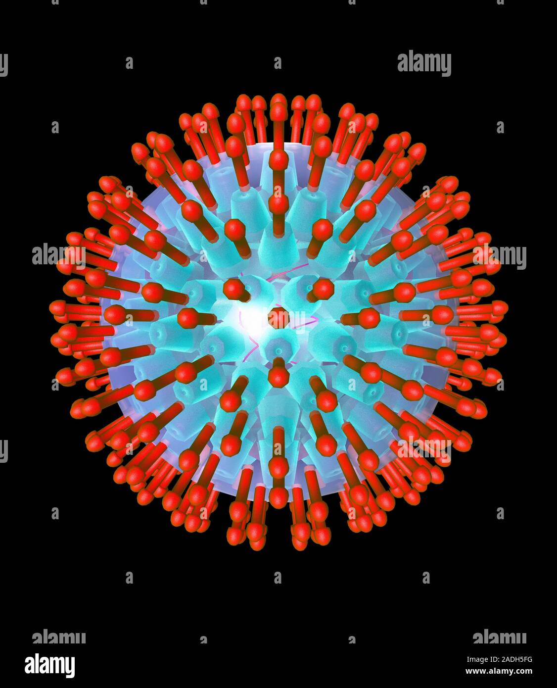 Herpes virus particle, computer artwork. Each particle (virion ...