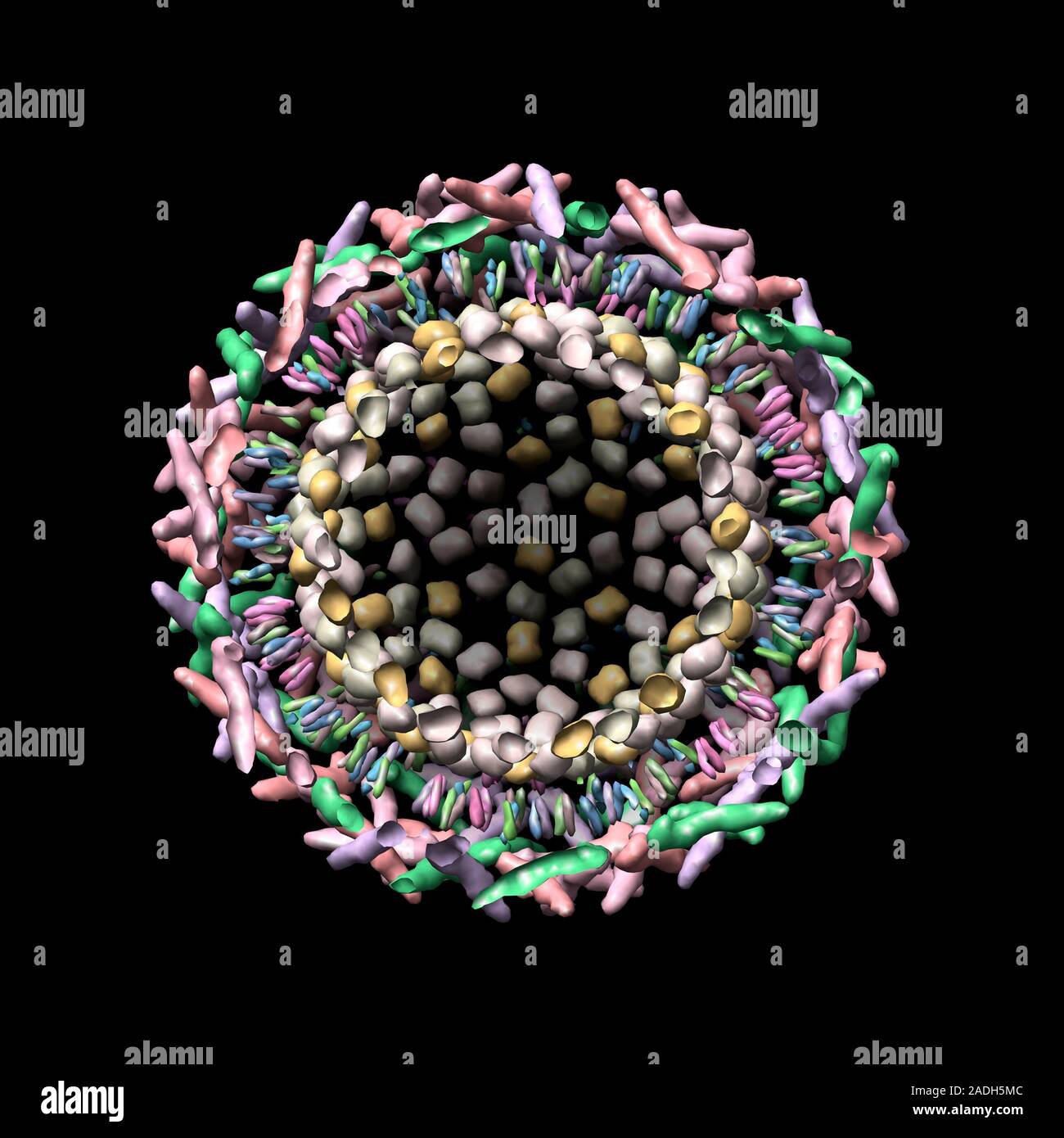 Sindbis Virus Computer Model Cross Section Of Sindbis Virus Created Sindbis virus computer model cross section of sindbis virus created
