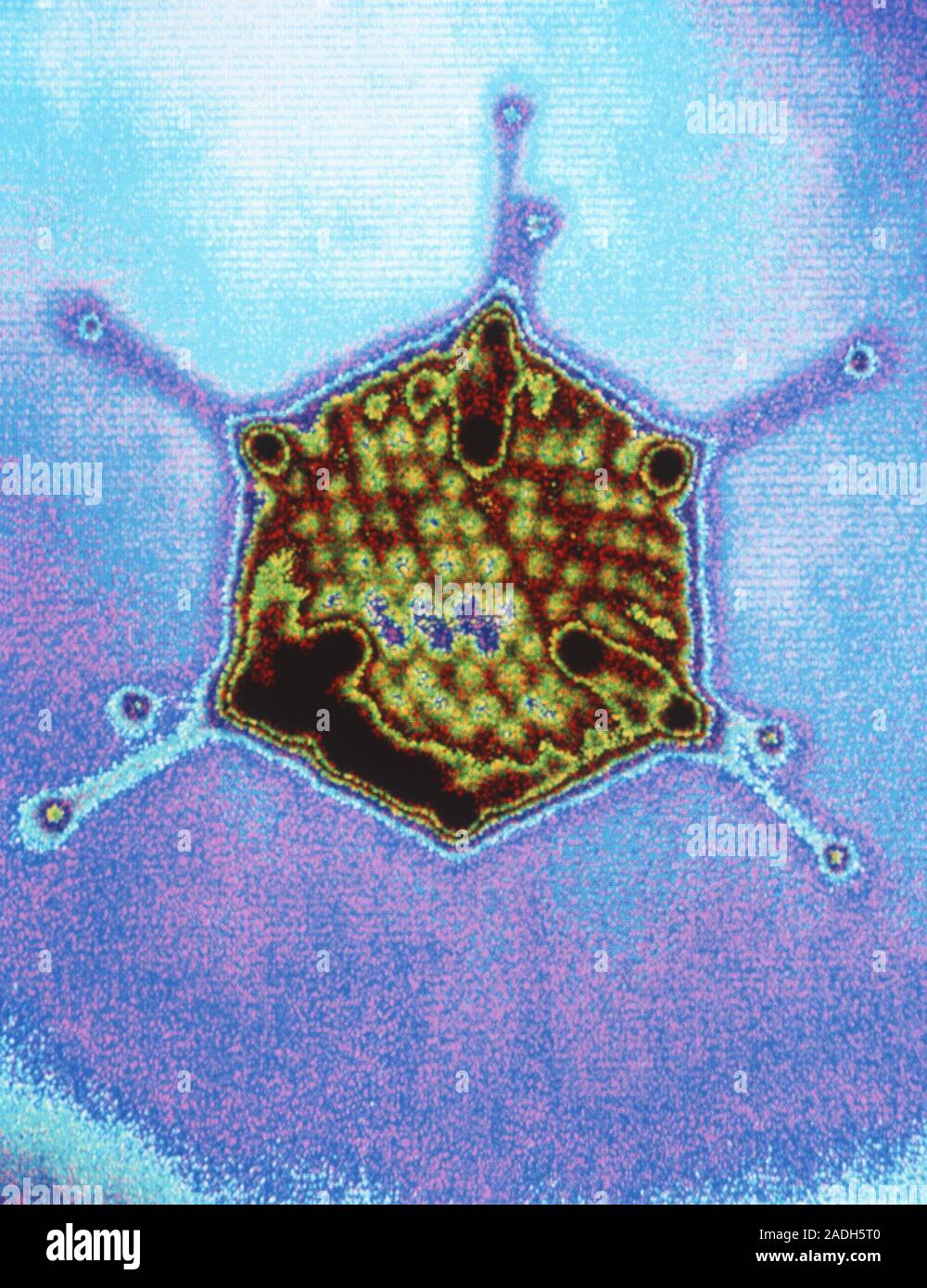 Adenovirus. Computer graphic image showing one adenovirus particle