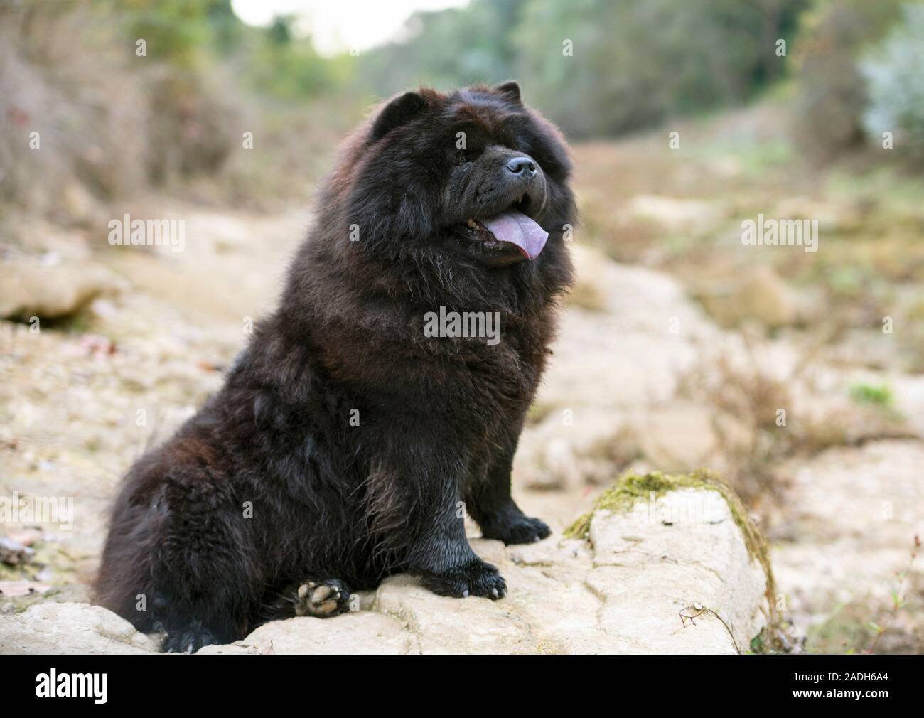 chow chow nature