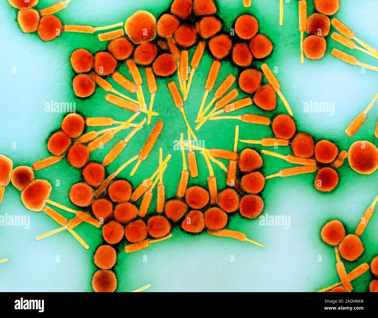 False-colour transmission electron micrograph of a cluster of P1 ...