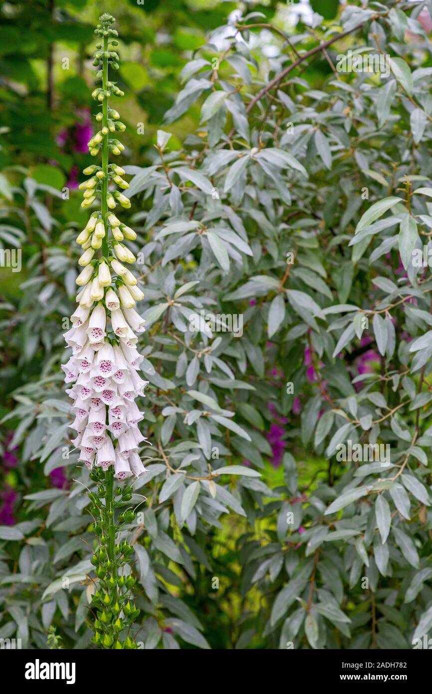White Foxglove with Salix alba Stock Photo