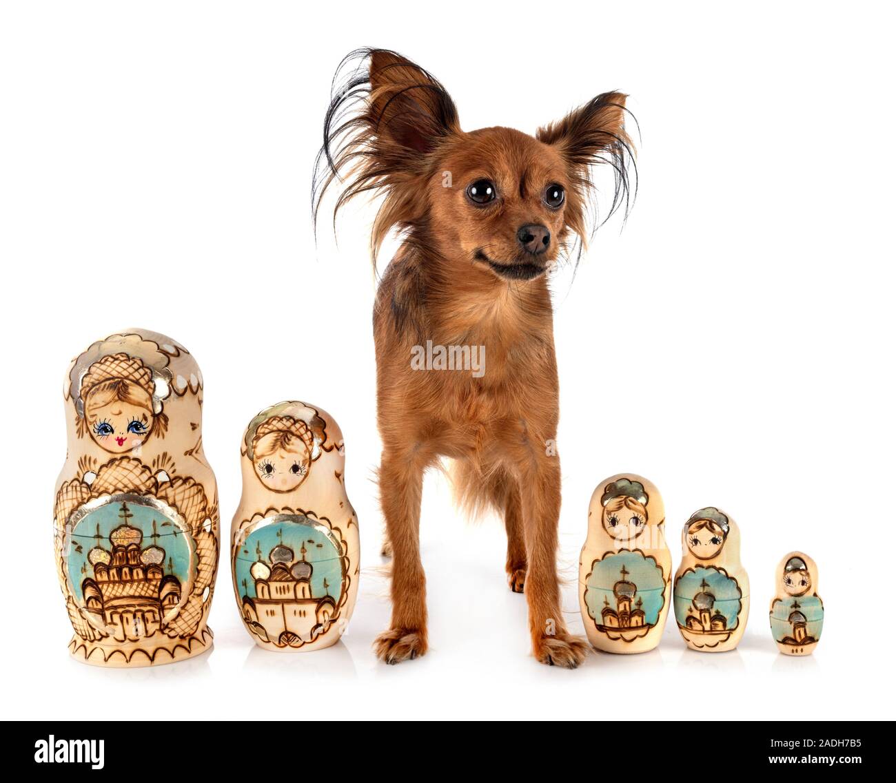 russian doll dog