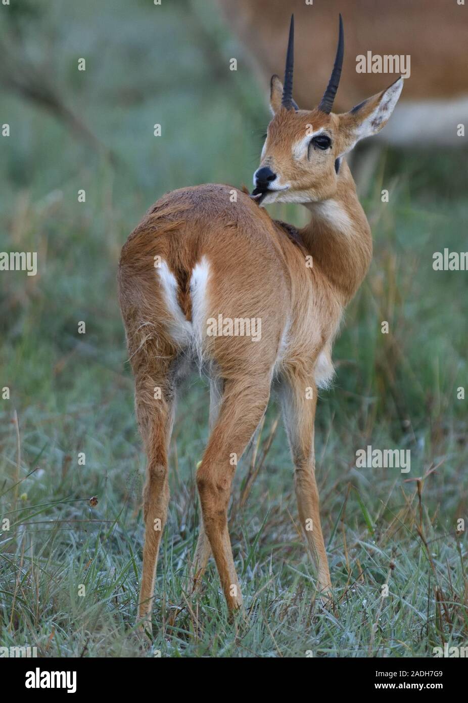 A male oribi (Ourebia ourebi) grooms its back.  Serengeti National Park, Tanzania. Stock Photo