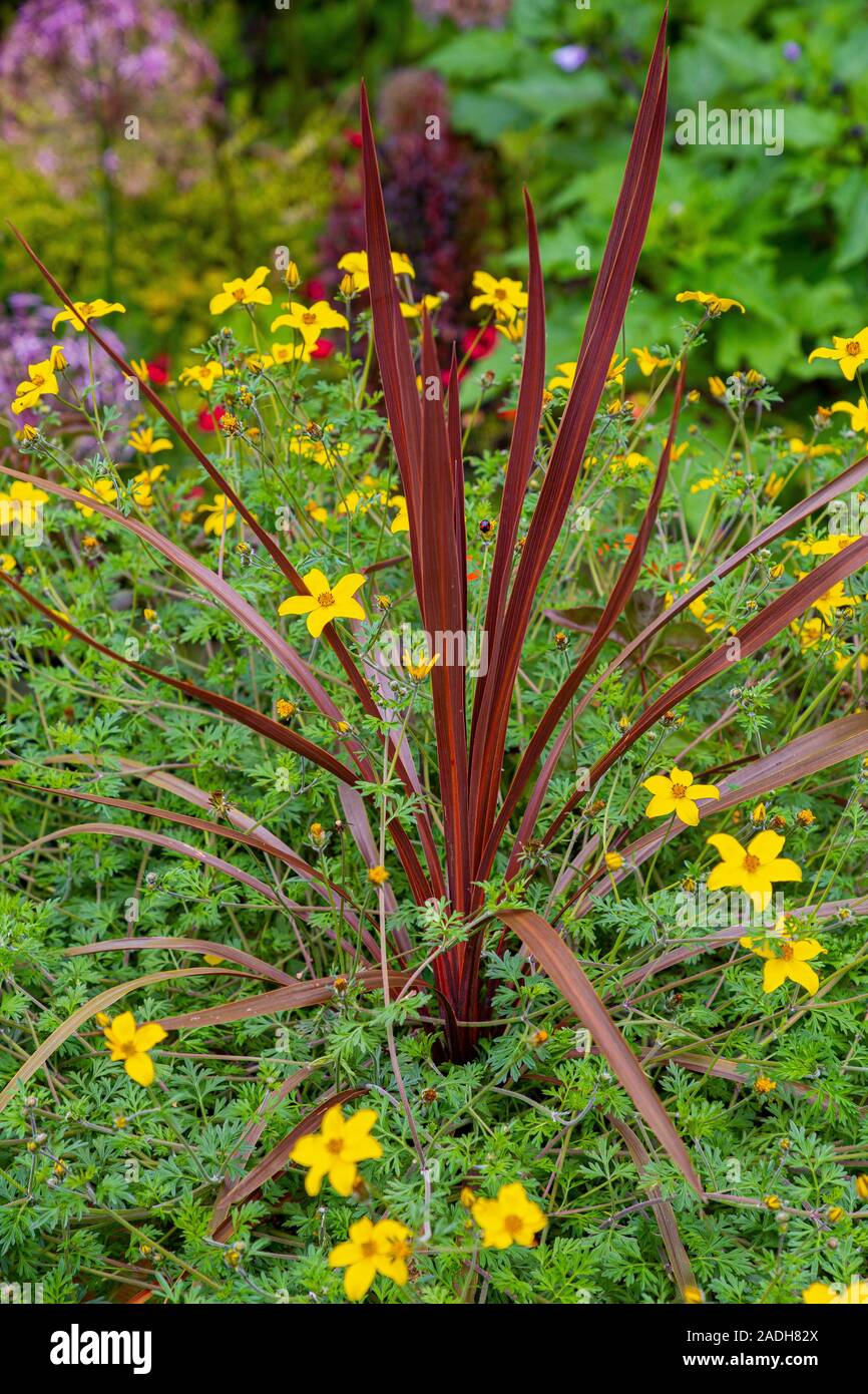Dracaena Underplanted With Bidens Ferulifolia Stock Photo Alamy