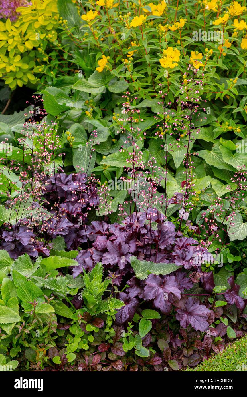 Herbaceous border featuring Heuchera 'Plum Royale' Stock Photo