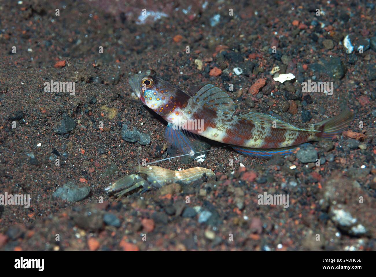 Broad-Banded Shrimp-Goby Amblyeleotris periophthalma Stock Photo