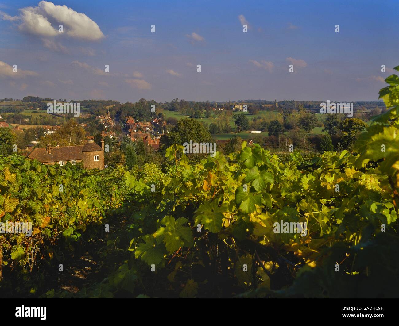 Vineyards near Lamberhurst, Kent, England, UK Stock Photo