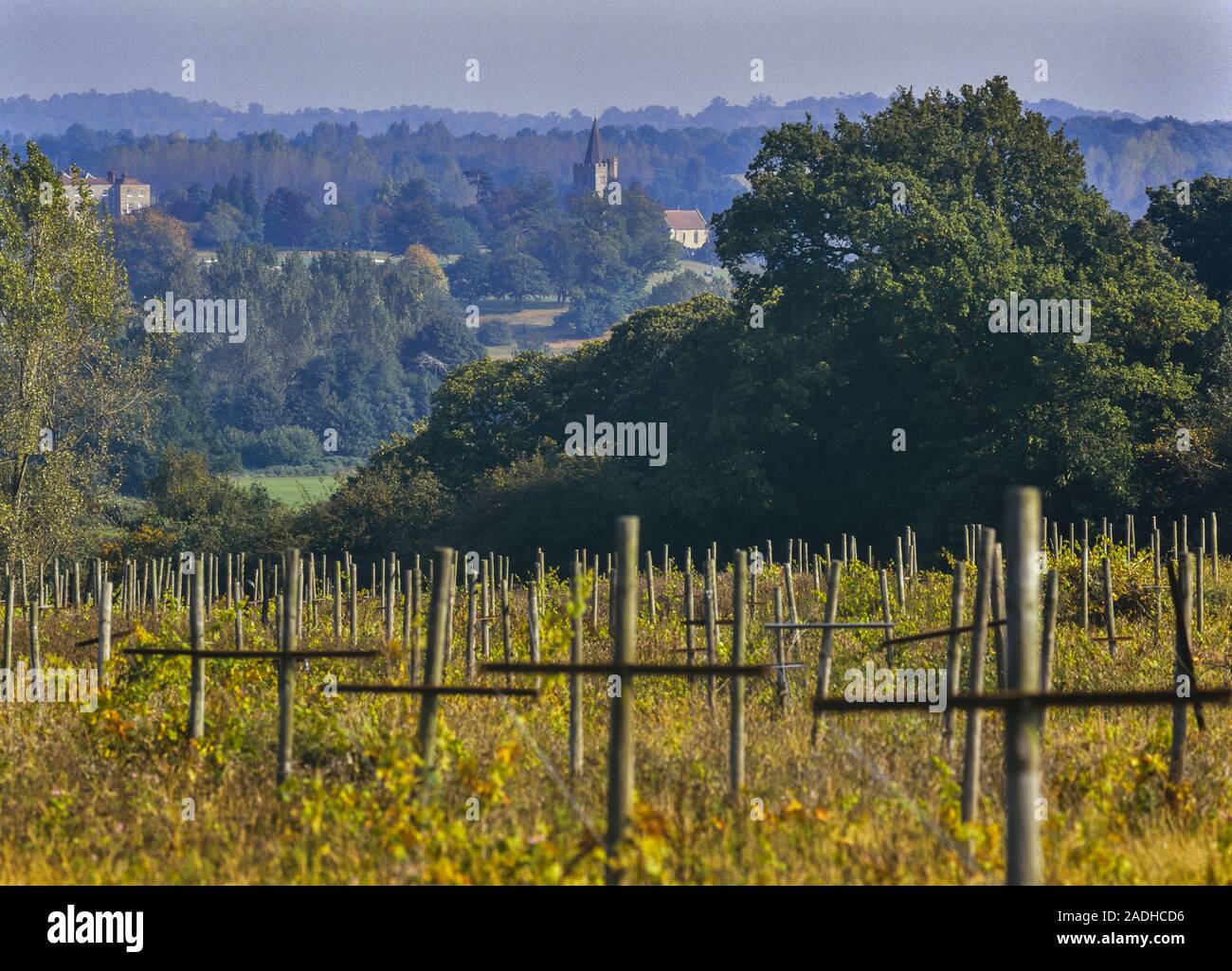 Vineyards near Lamberhurst, Kent, England, UK Stock Photo