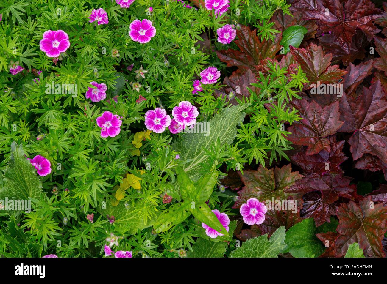 Geranium sanguineum 'Elke' with Heuchera foliage Stock Photo