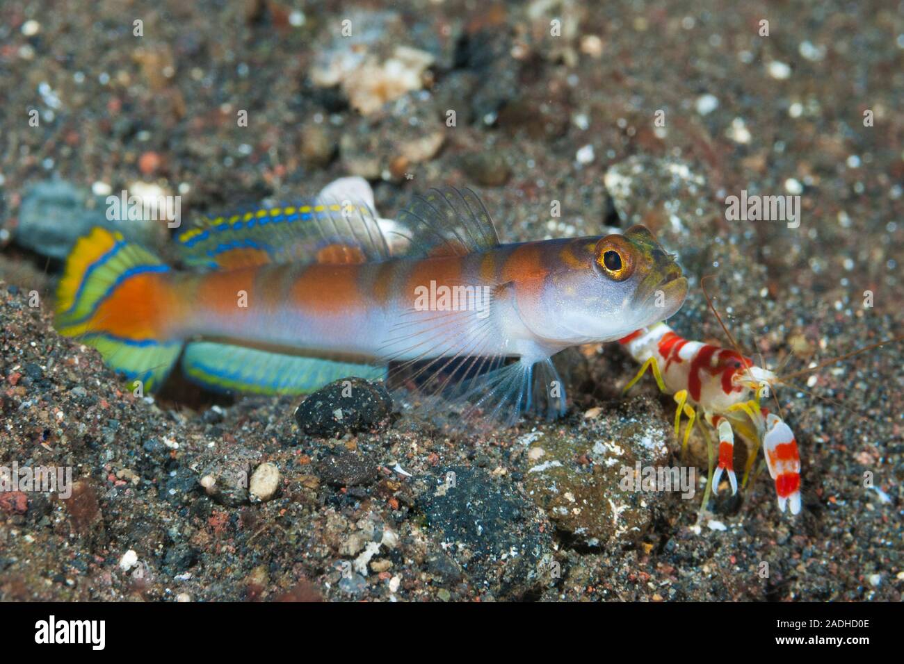 Flag-Tail Shrimp-Goby Amblyeleotris yanoi Stock Photo