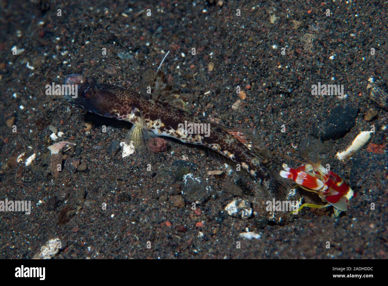 Flag-Fin Shrimp-Goby Tomiyamichthyis sp 2 Stock Photo