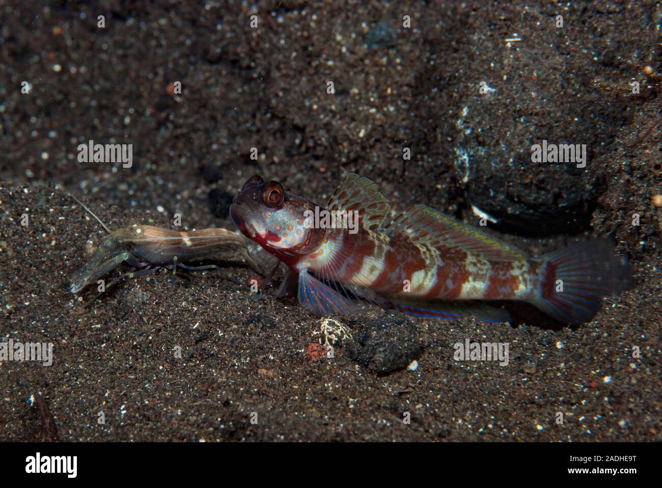 Black-Rayed Shrimp-goby Stonogobiops nematodes Stock Photo