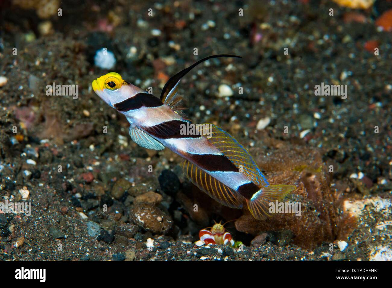 Black-Rayed Shrimp-goby Stonogobiops nematodes Stock Photo
