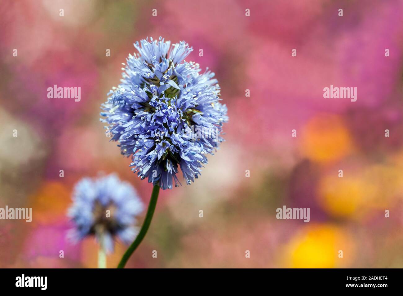 Fineflower gilia Gilia leptantha blue close up flower Stock Photo