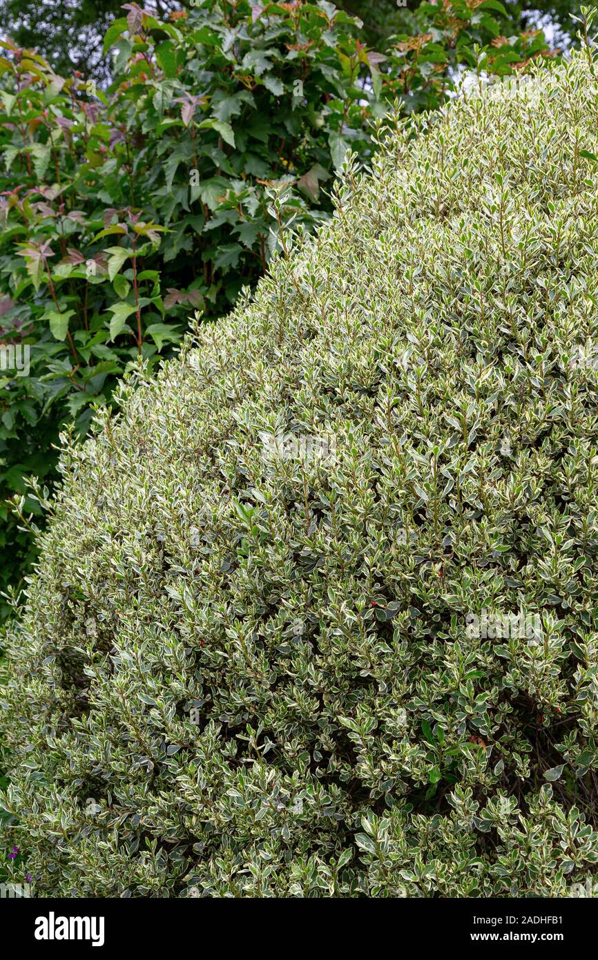 Variegated Privet Stock Photo