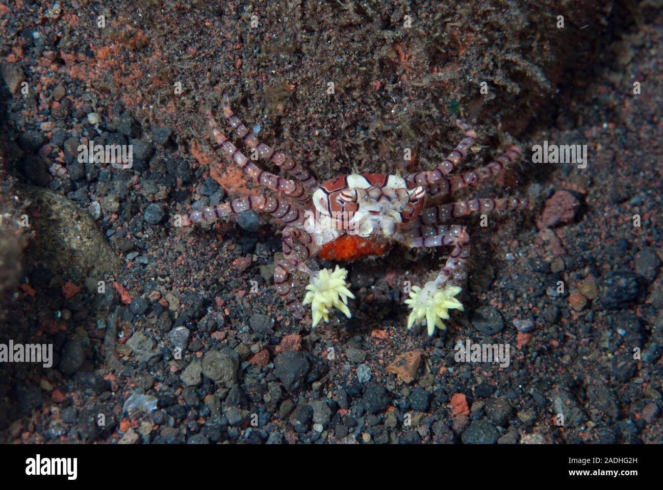 Boxer Crab Lybia tessellata Stock Photo