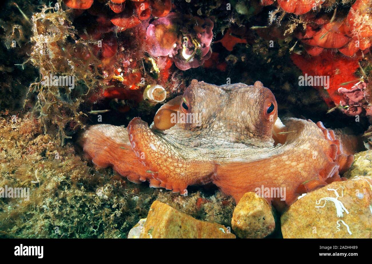 Common Octopus (Octopus vulgaris), Mallorca, Balearic islands, Spain Stock Photo
