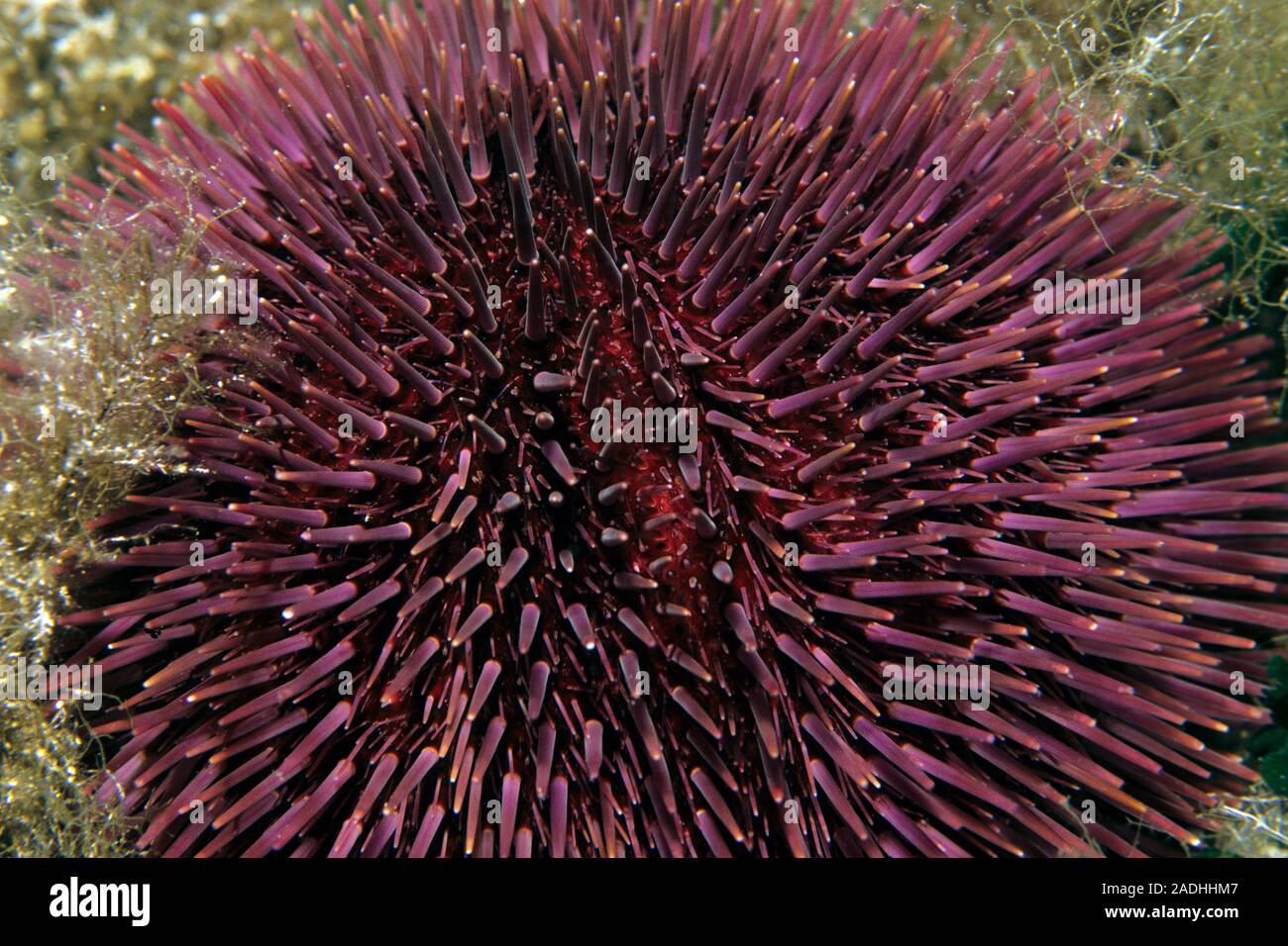 Violet sea urchin (Sphaerechinus granularis), toxic, Mallorca, Balearic islands, Spain Stock Photo