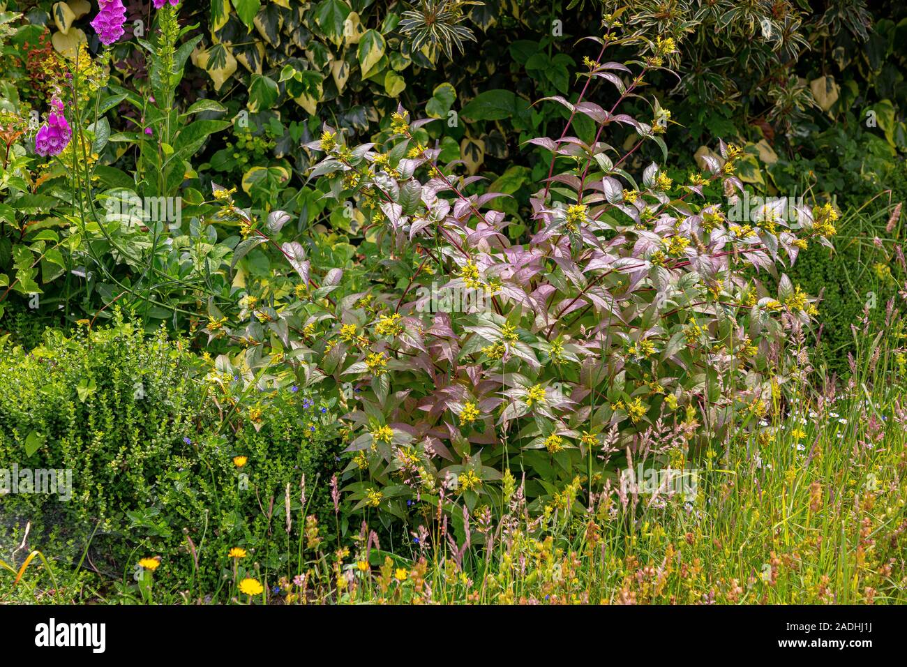 Herbaceous border with Diervilla sessilifolia Stock Photo