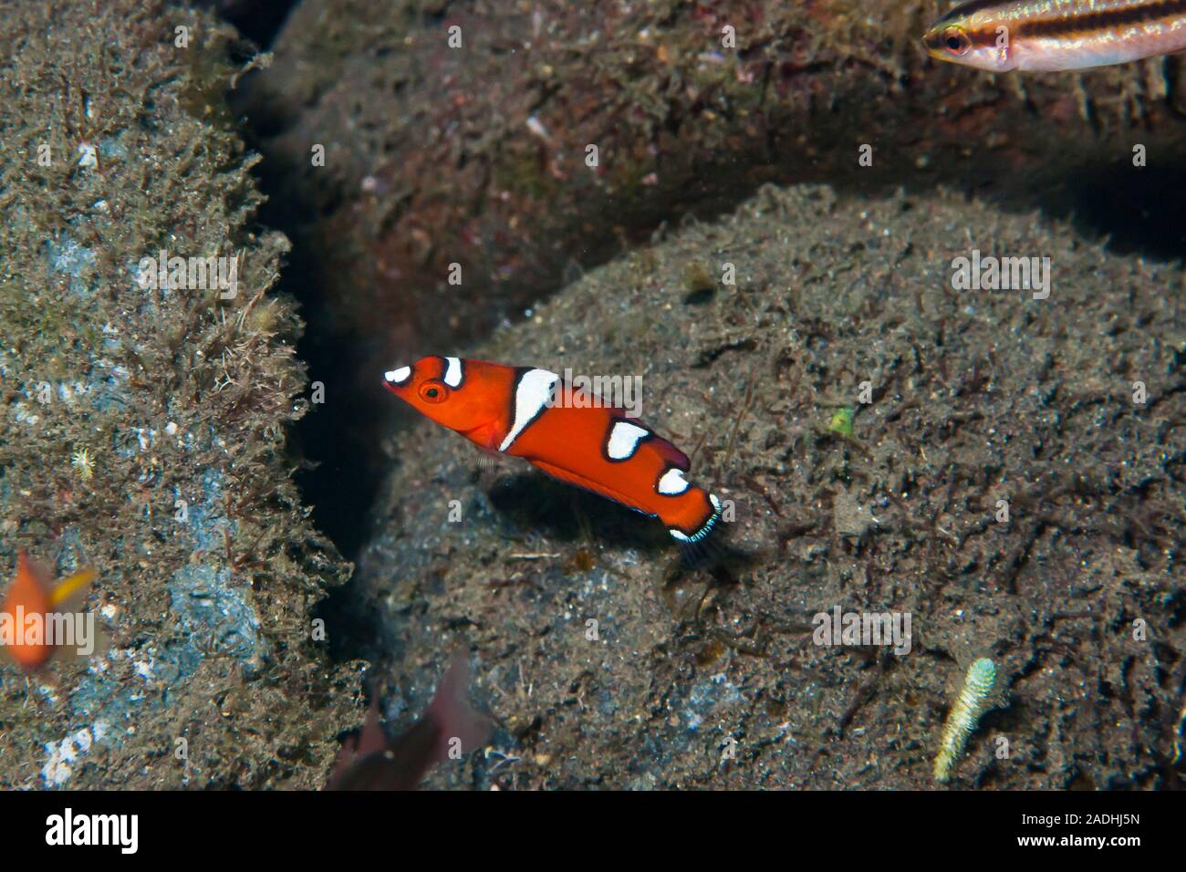 Gaimards Wrasse Coris gaimard Stock Photo