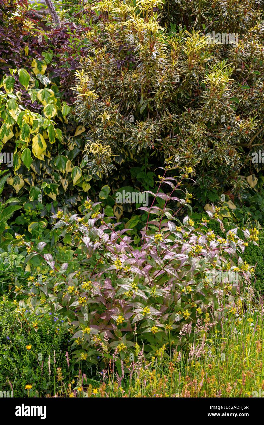 Herbaceous border with Diervilla sessilifolia and Variegated Pieris japonica Stock Photo
