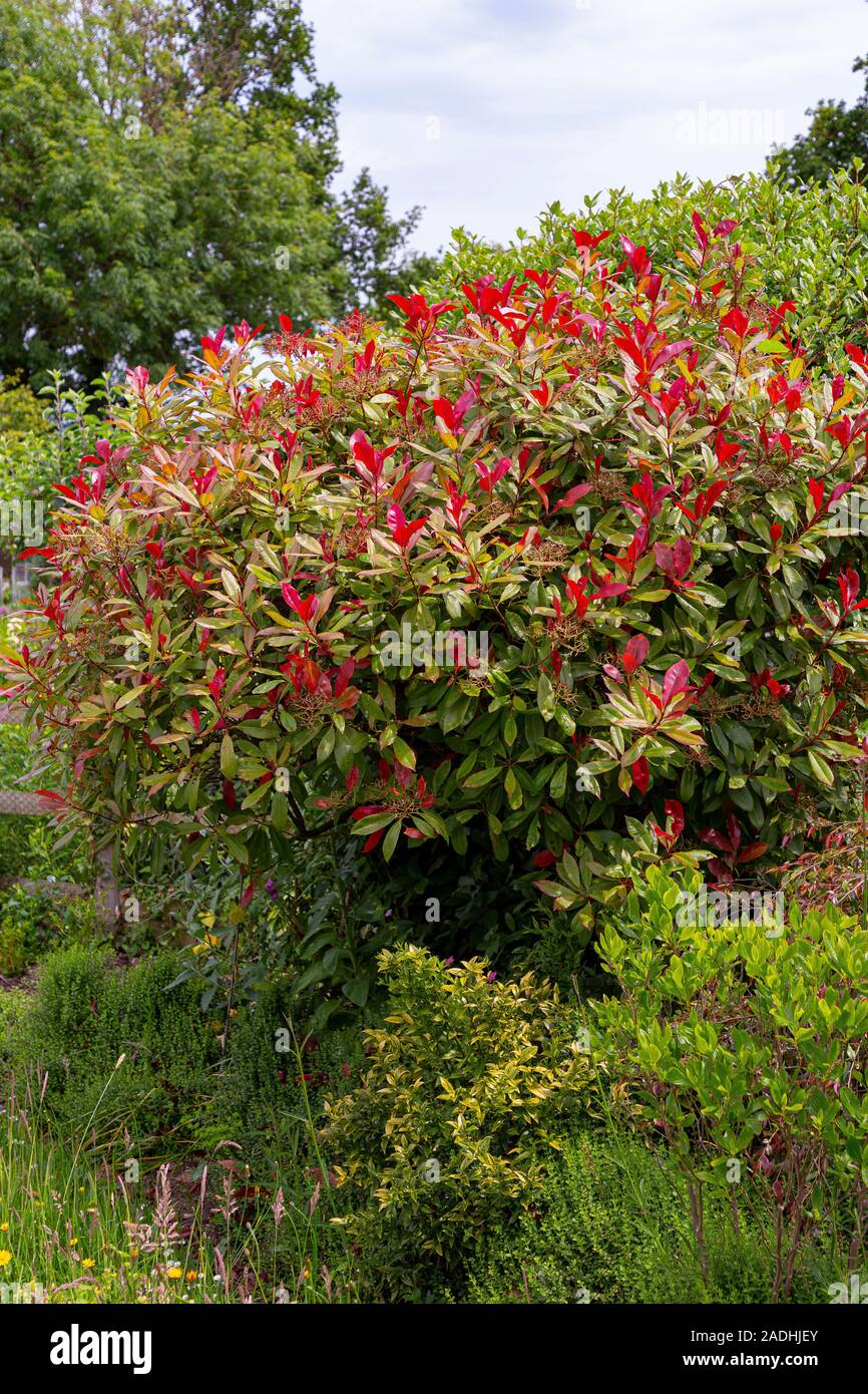 Hummer S Delight Savanah S Red Tip Photinia Day 79