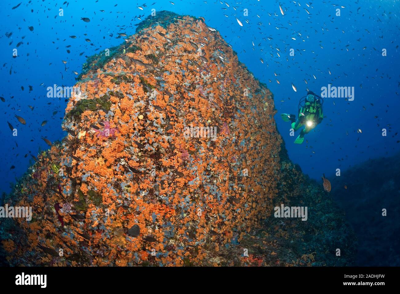 Scuba diver at a big rock covered with yellow cluster anemones (Parazoanthus axinellae), marine park Cap Llebeig, Dragonera, Sant Elm, Mallorca, Spain Stock Photo