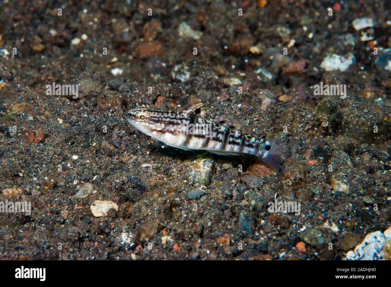 Half-Barred Goby Amblygobius semicinctus Stock Photo