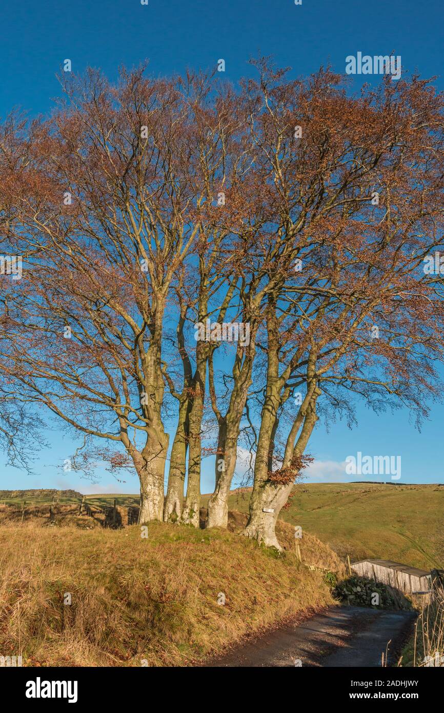 A group of bare beach trees in late autumn against a clear blue sky background Stock Photo