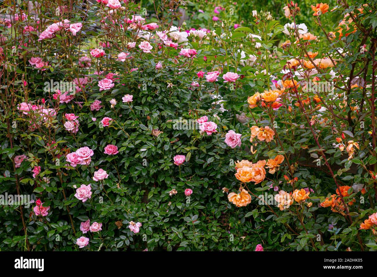 star rosa