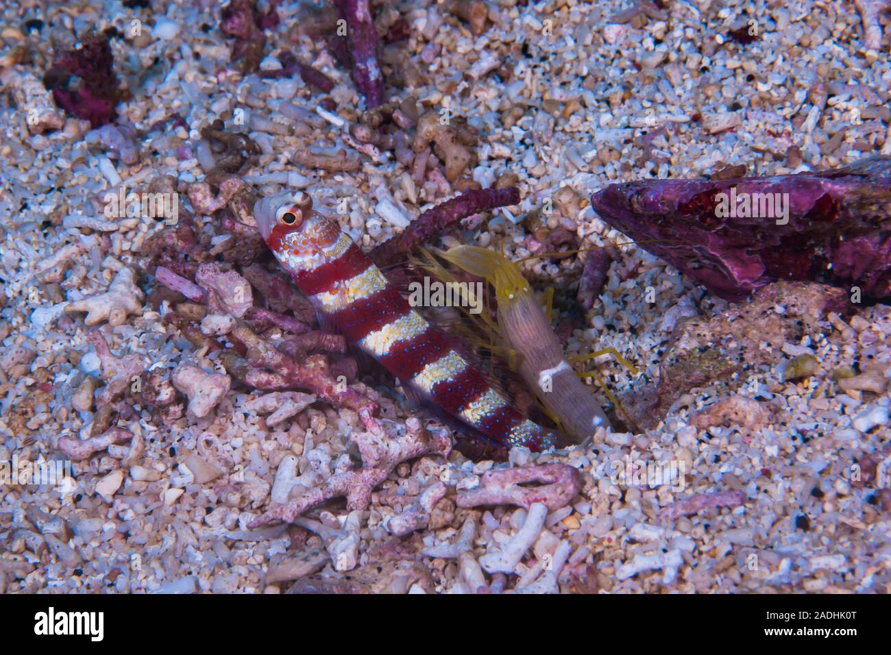Broad-Banded Shrimp-Goby Amblyeleotris periophthalma Stock Photo