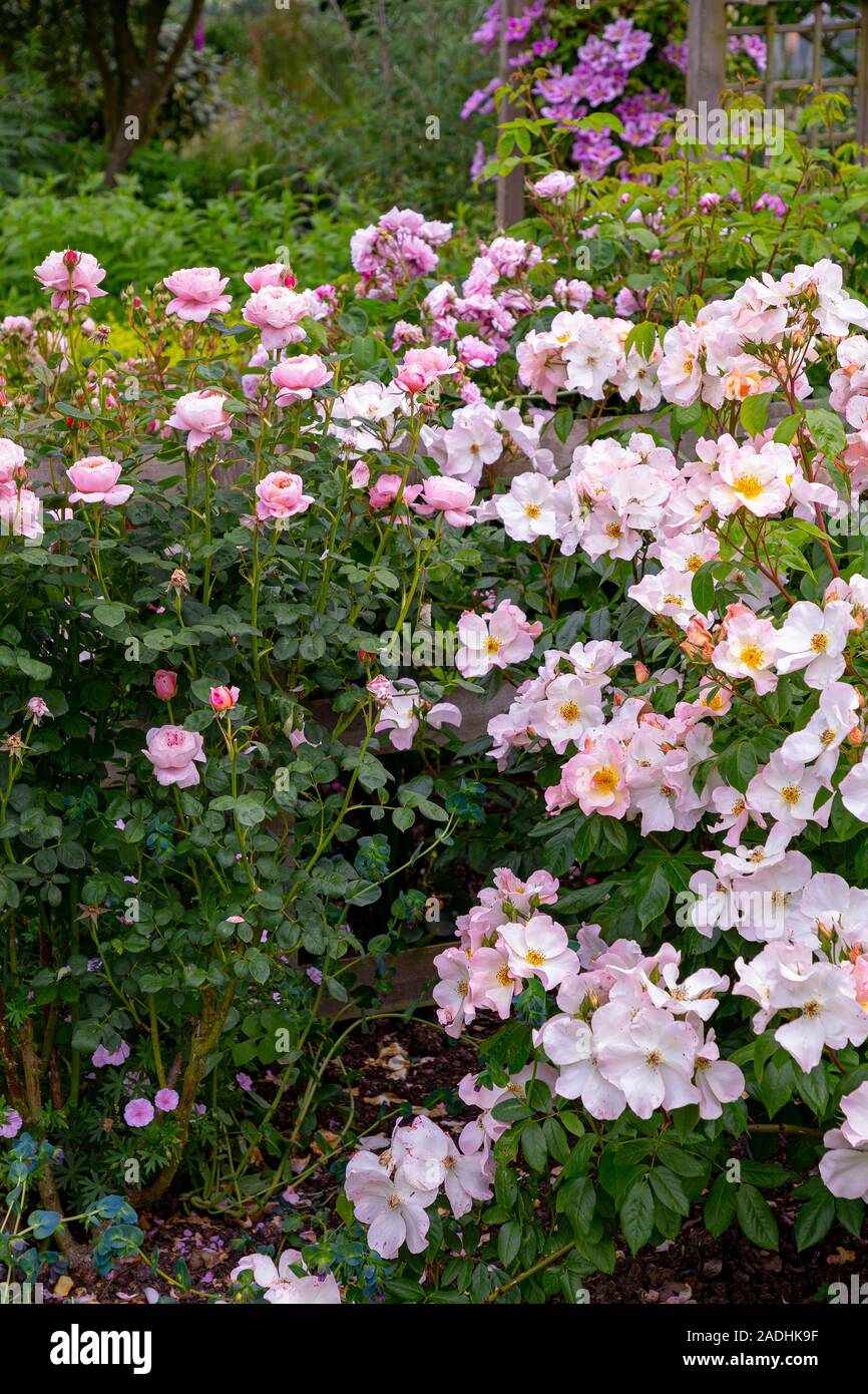 Rosa 'Queen of Sweden' with Rosa 'Sally Holmes' Stock Photo Alamy
