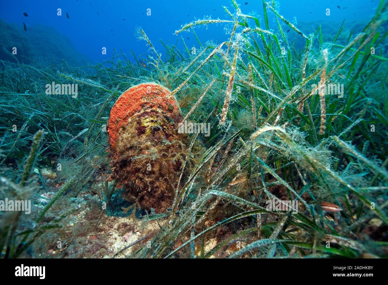 Noble Pen Shell (Pinna nobilis), between seaweed, Marine Park Dragonera, Sant Elm, Mallorca, Balearic islands, Spain Stock Photo