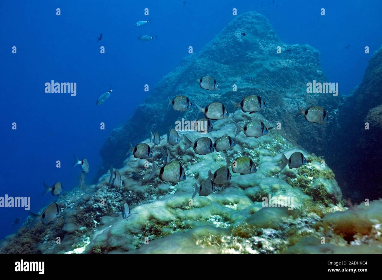 Two-banded breams (Diplodus vulgaris), swimming over rocky reef covered with algae, marine park Dragonera, Sant Elm, Mallorca, Balearic islands, Spain Stock Photo