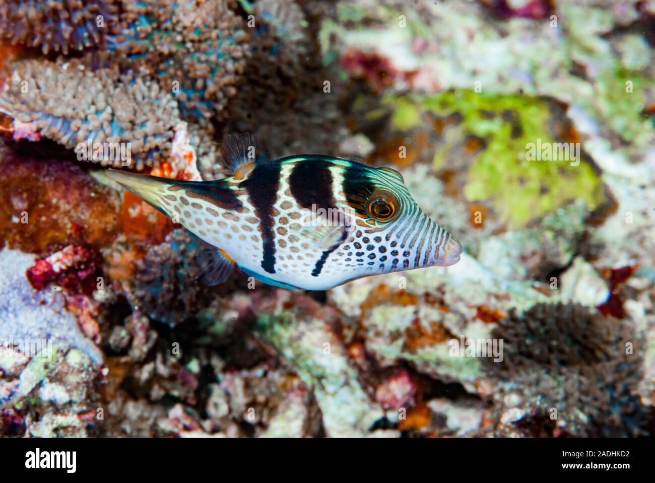 Saddled Pufferfish Canthigaster valentini Stock Photo