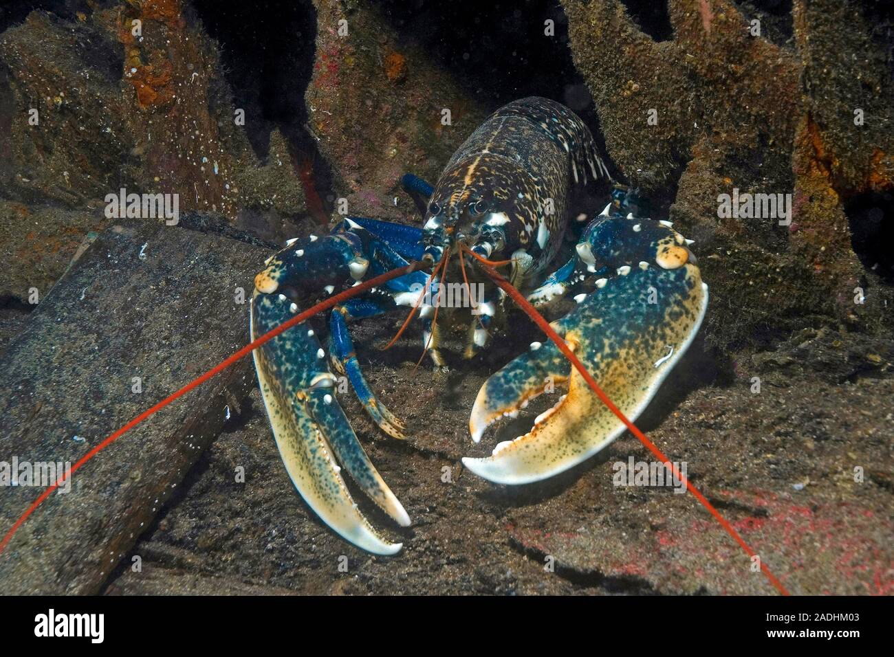 European Lobster (Homarus gammarus), marine park Dragonera, Sant Elm, Mallorca, Balearic islands, Spain Stock Photo